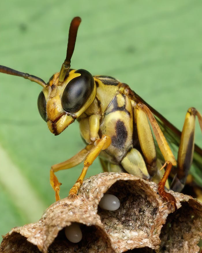 Close-up photo of a yellowjacket wasp on its nest with visible eggs.