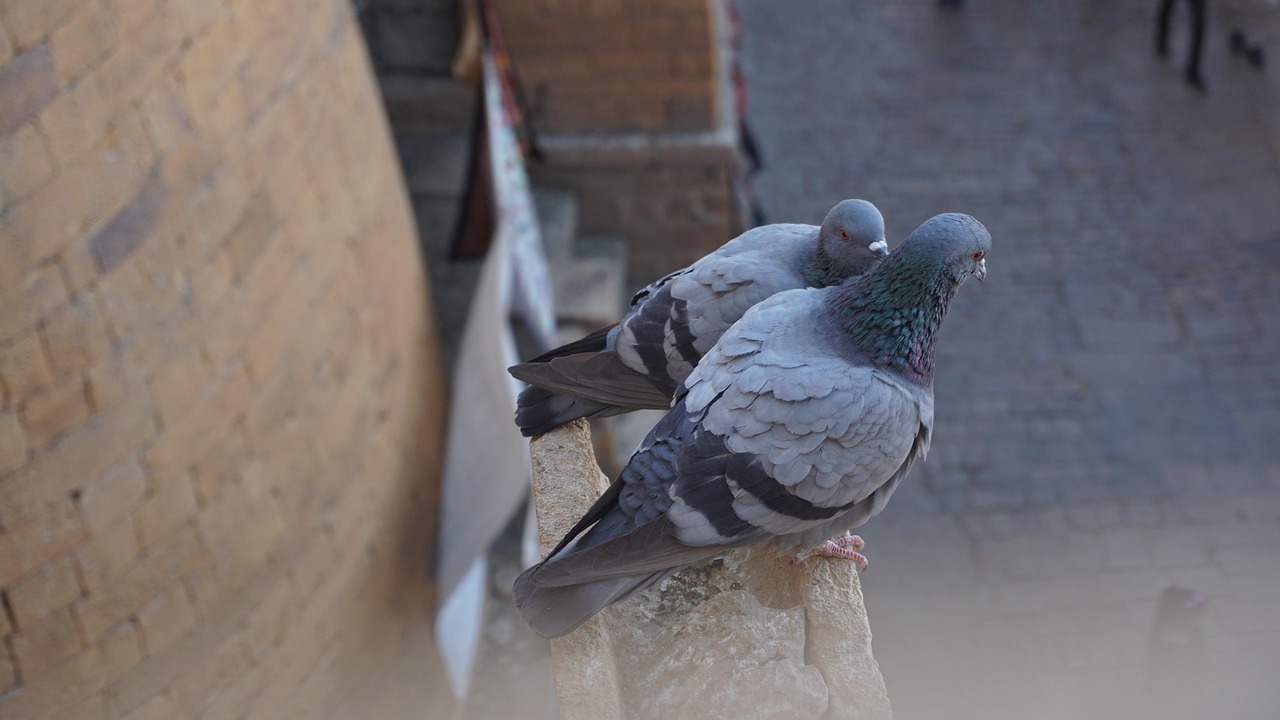pigeons-2
