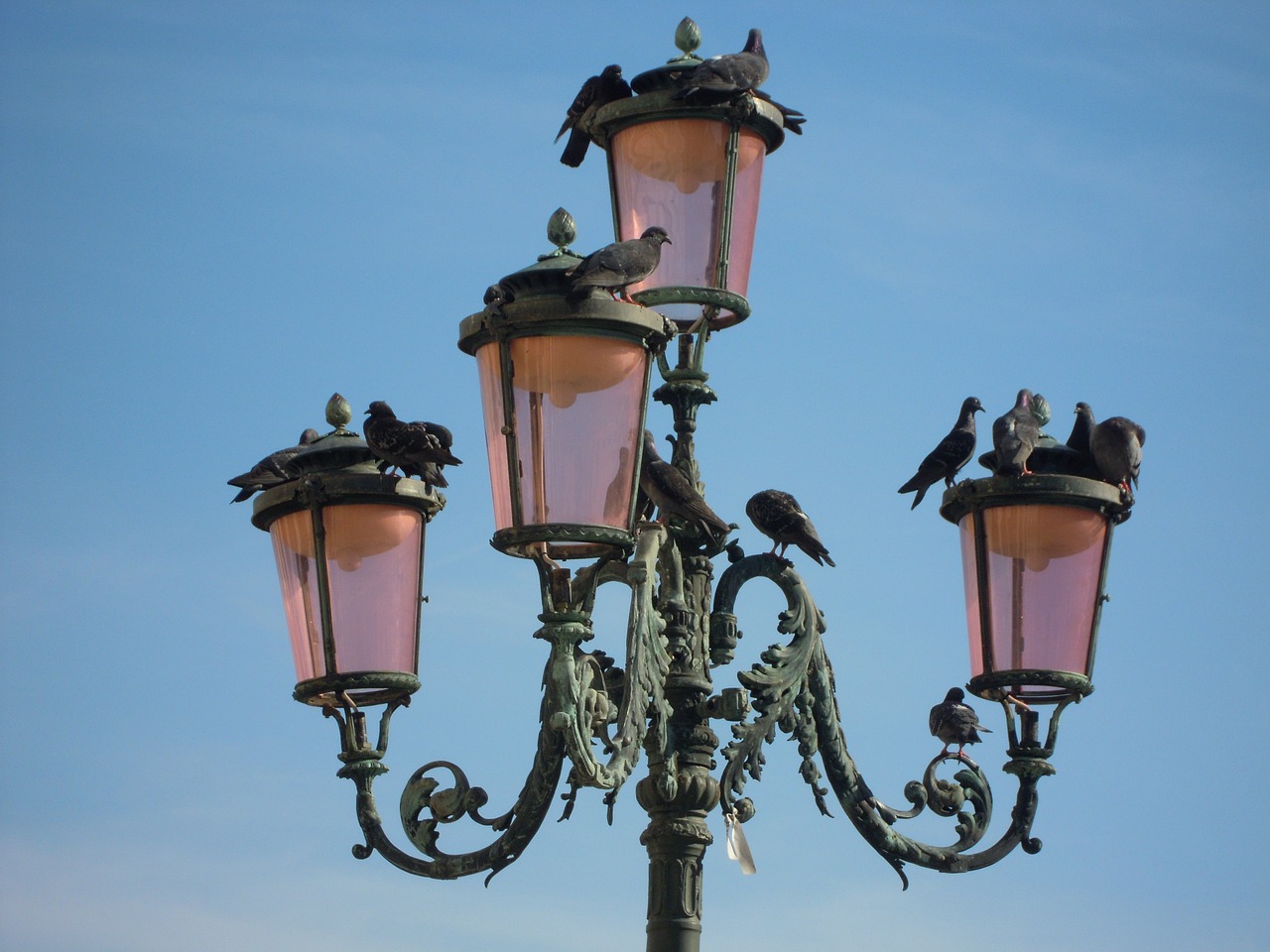 pigeons-4