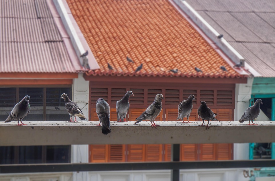 pigeons 3