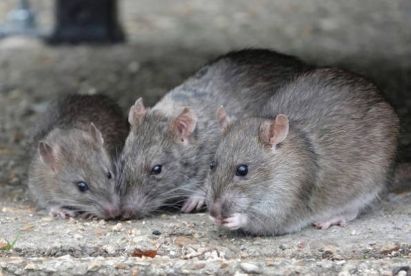 Capture d’écran 2024-12-22 191635